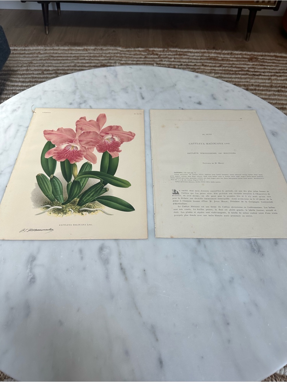 1885 Natural History Lindenia: Iconographie des Orchidées Rare Orchid